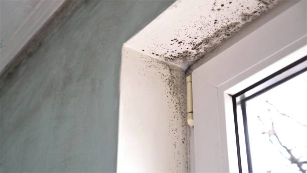 Best Fast Mold Removal  in Bridgeport, WV