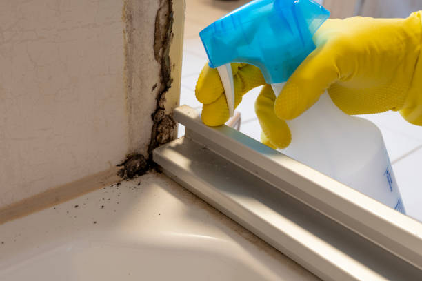 Best Affordable Mold Removal  in Bridgeport, WV