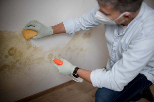 Best Residential Mold Removal  in Bridgeport, WV