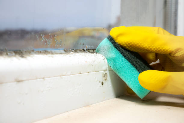 Best Commercial Mold Removal  in Bridgeport, WV