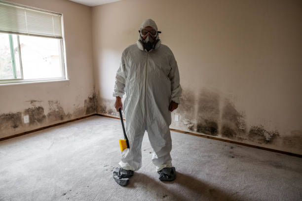 Best Certified Mold Removal  in Bridgeport, WV