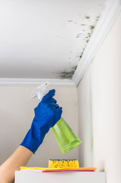 Best Same-Day Mold Removal  in Bridgeport, WV