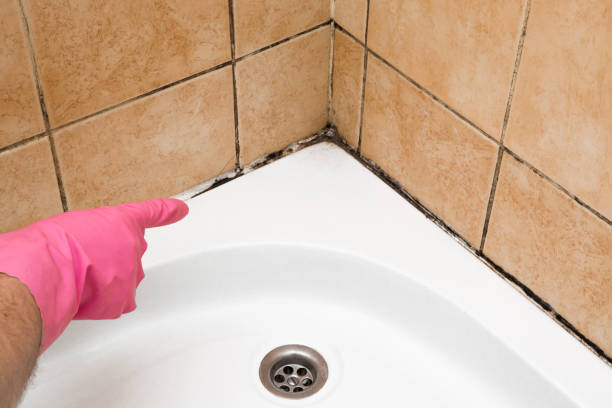 Trusted Bridgeport, WV Mold Removal Experts