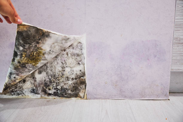 Best Same-Day Mold Removal  in Bridgeport, WV